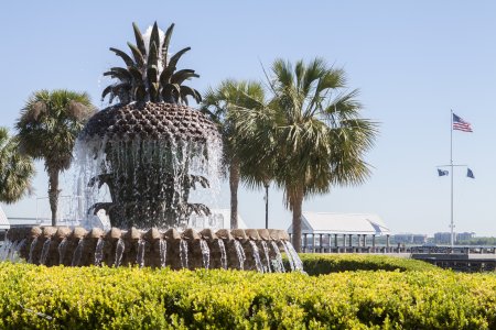 De Palmetto is symbool van de staat Zuid Carolina